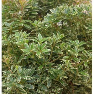 Schattenglöckchen 'Bolero' (Pieris japonica) mit grün-weiß panaschierten Blättern.