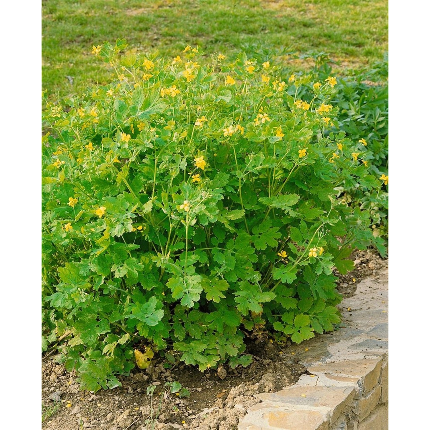 Chelidonium Majus Schöllkraut Ca. 9x9 cm Topf günstig online kaufen