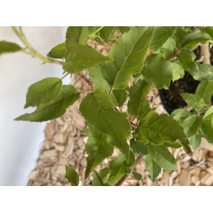 Baumfink Wildapfel im Topf, grüne Blätter. Ideal für Garten & Bienen.