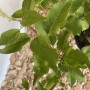 Baumfink Wildapfel im Topf, grüne Blätter. Ideal für Garten & Bienen.