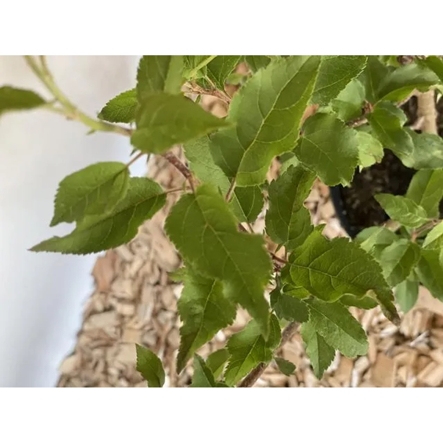 Baumfink Wildapfel im Topf, grüne Blätter. Ideal für Garten & Bienen.