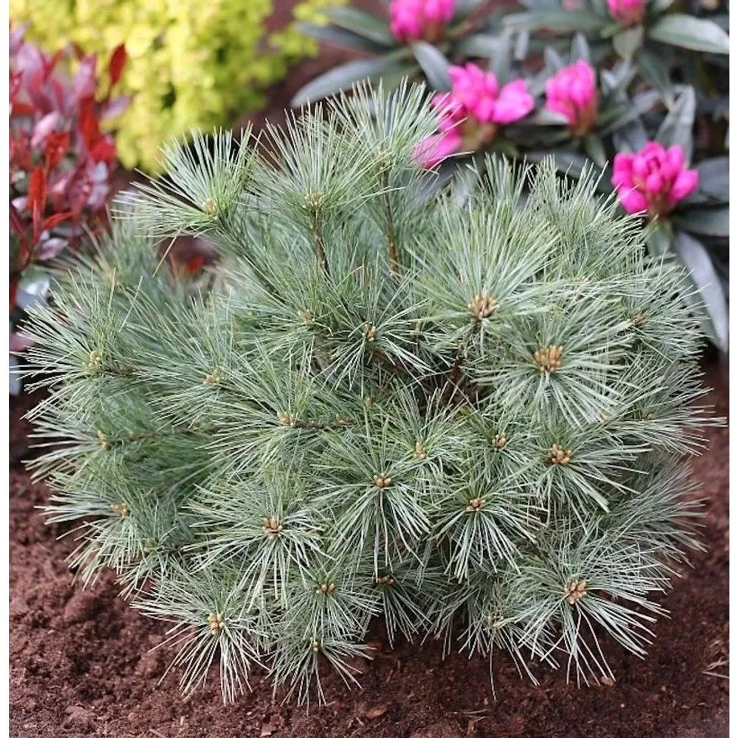 Zwergseidenkiefer Minima 30-40cm - Pinus strobus