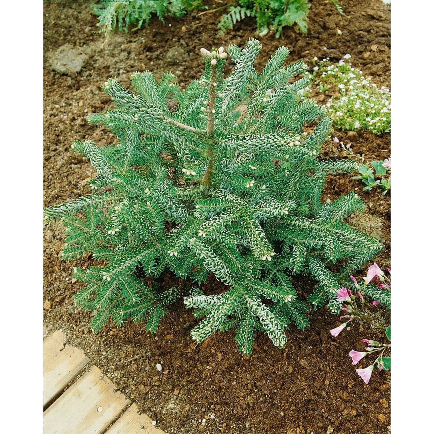 Abies Koreana Nana Koreatanne Kompakt 80 cm Stammhöhe günstig online kaufen