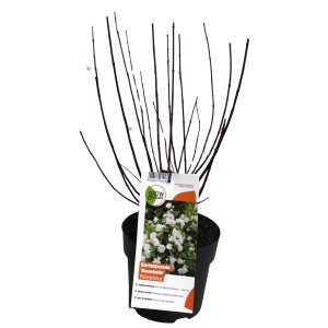 Gartenjasmin Snowbelle im Topf, ca. 40 cm hoch, von GROW by OBI. Blüten noch geschlossen.