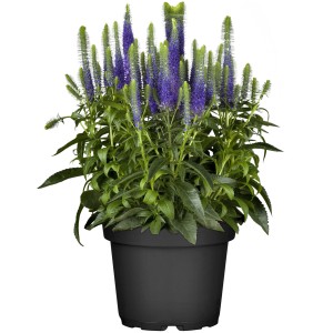 Blauer Ehrenpreis im Topf, ca. 9x9 cm, von GROW by OBI. Winterharte, blaue Blüten.