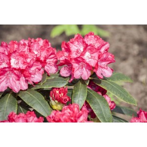 Leuchtend roter Rhododendron Yakushimanum Astrid mit grünen Blättern, Nahaufnahme.