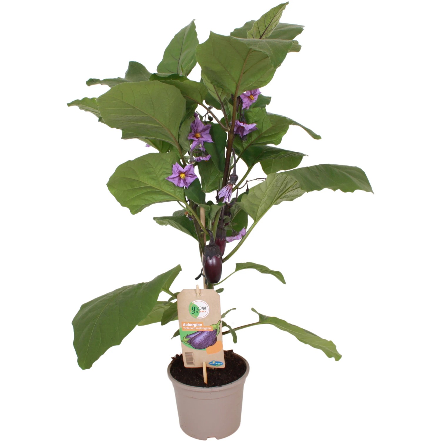 GROW by OBI Aubergine Pflanze "Pick & Joy" 14 cm kaufen bei OBI