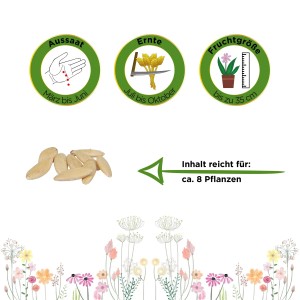 Salatgurke Tanja Samen: Illustration mit Aussaat-, Ernte- und Fruchtgrößen-Symbolen.