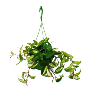 Hängende Hoya Carnosa Rubra (Porzellanblume) im 14cm Ampeltopf, grüne Blätter mit weißem Rand.