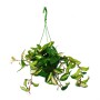 Hängende Hoya Carnosa Rubra (Porzellanblume) im 14cm Ampeltopf, grüne Blätter mit weißem Rand.