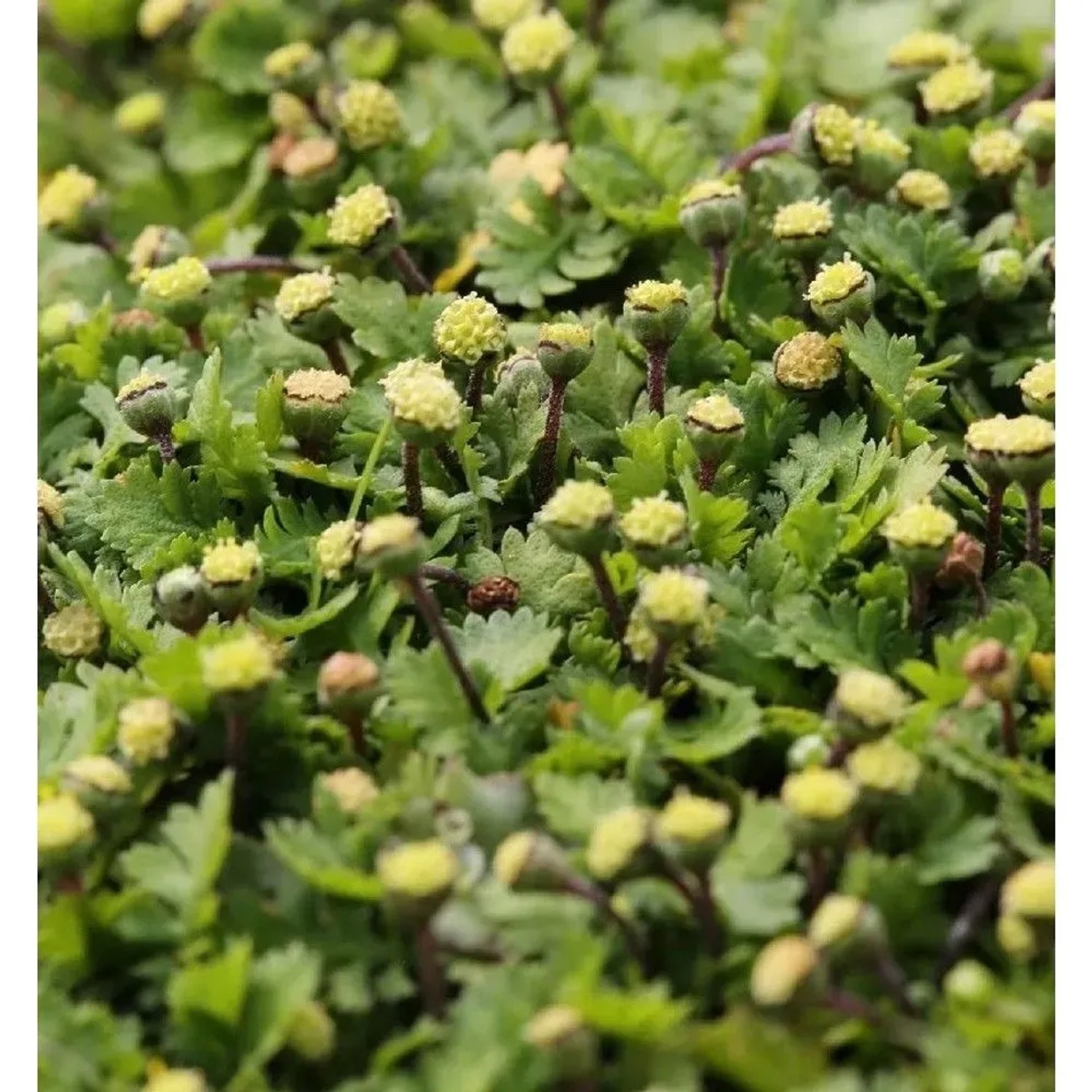 Fiederpolster Minima - Leptinella dioica