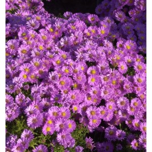 Nahaufnahme der Kissenaster Wachsenburg (Aster alpinus) mit lila Blüten und gelber Mitte.