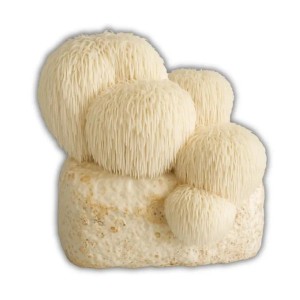 Hawlik Pilzbrut Bio Lion's Mane/Löwenmähne/Hericium Pilzzuchtset Vorbeimpft mit Myzel für den Einfachen Anbau Zuhause