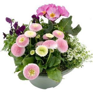 Pflanzenmix "Spring Break" im Topf (Ø 23cm) mit rosa Gänseblümchen, Primeln und Stiefmütterchen.