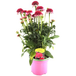 Sonnenhut Echinaceae, ca. 30 cm hoch, in rosa Topf. Mehrjährige Outdoorpflanze.