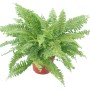 Grüner GROW by OBI Schwertfarn im Topf, Zimmerfarn für Innenräume.
