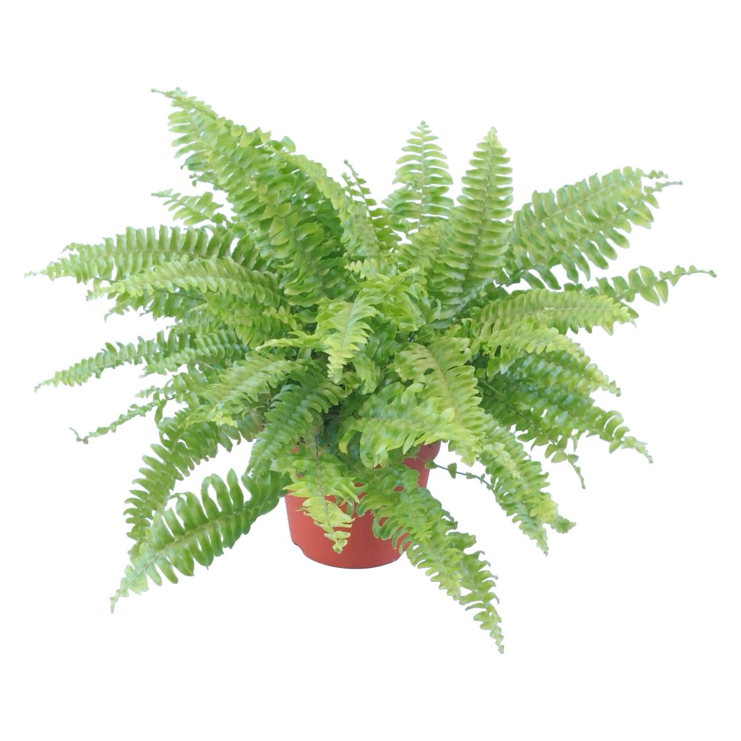 GROW by OBI Schwertfarn Topf Ø ca. 12 cm