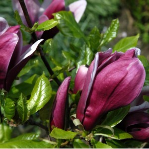 Tulpen-Magnolie 'Emperor' mit purpurroten Blütenknospen und grünen Blättern.