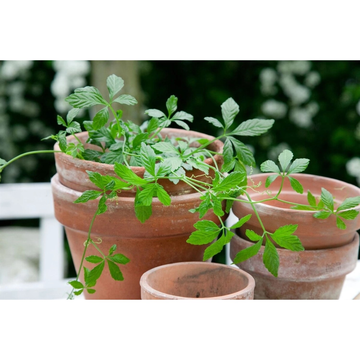 Gynostemma Jiaogulan Kletterpflanze im Topf, grüne Blätter in Terrakotta Töpfen.