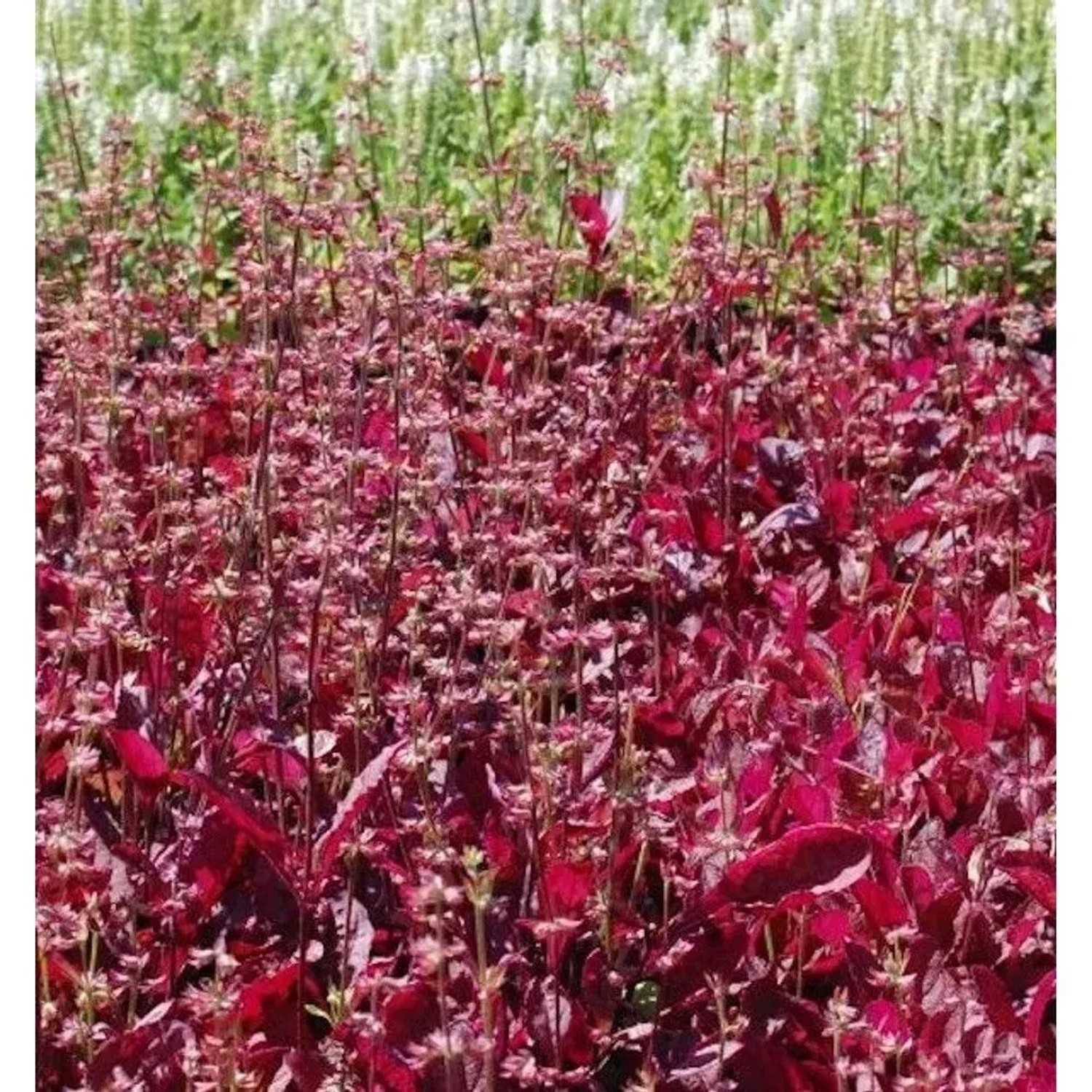 Indianischer Heilsalbei Purple Knockout - Salvia,yrata
