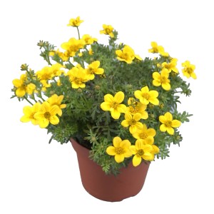 Goldmarie Golden Empire im Topf, gelbe Sommerpflanze für Garten & Balkon.