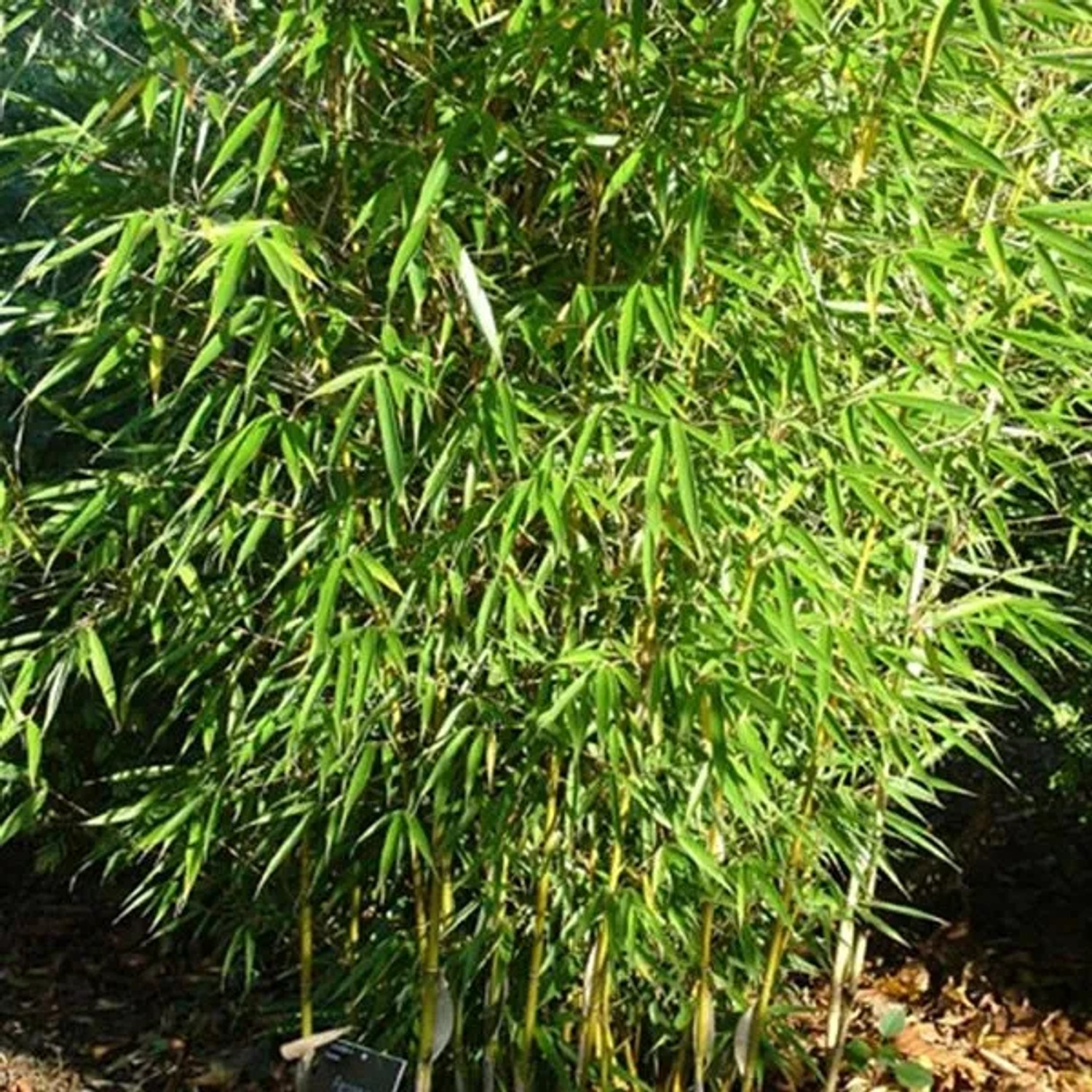 arborix Heckenbambus Fargesia Robusta 60 Bis 80 Cm Im Container Immergrün
