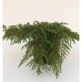 Grüner Kriechwacholder Green Carpet (Juniperus communis) im Topf. Dichte, dunkelgrüne Nadeln, ideal als Bodendecker.
