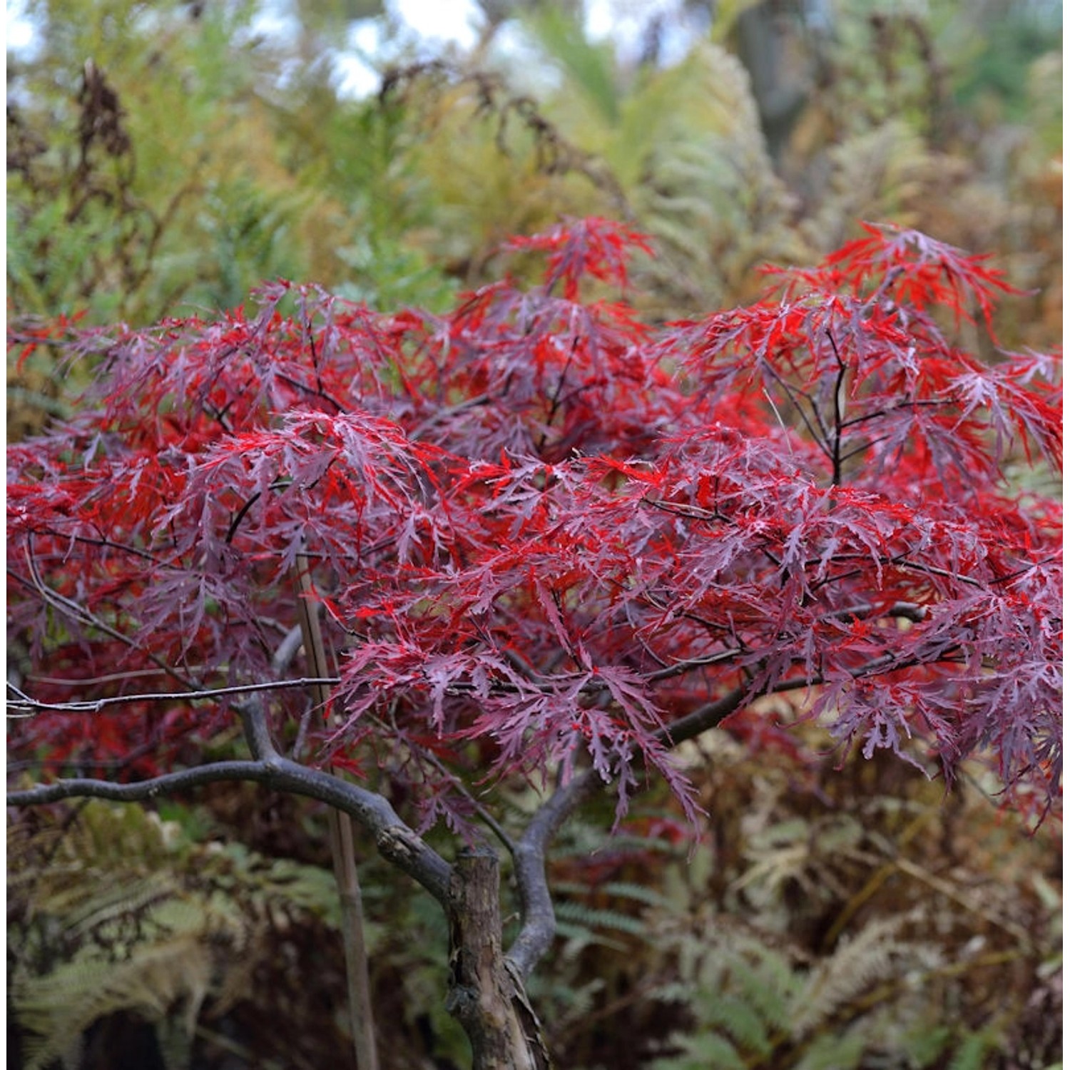 Hochstamm Japanischer Schlitzahorn Red Dragon 100-125cm - Acer palmatum günstig online kaufen