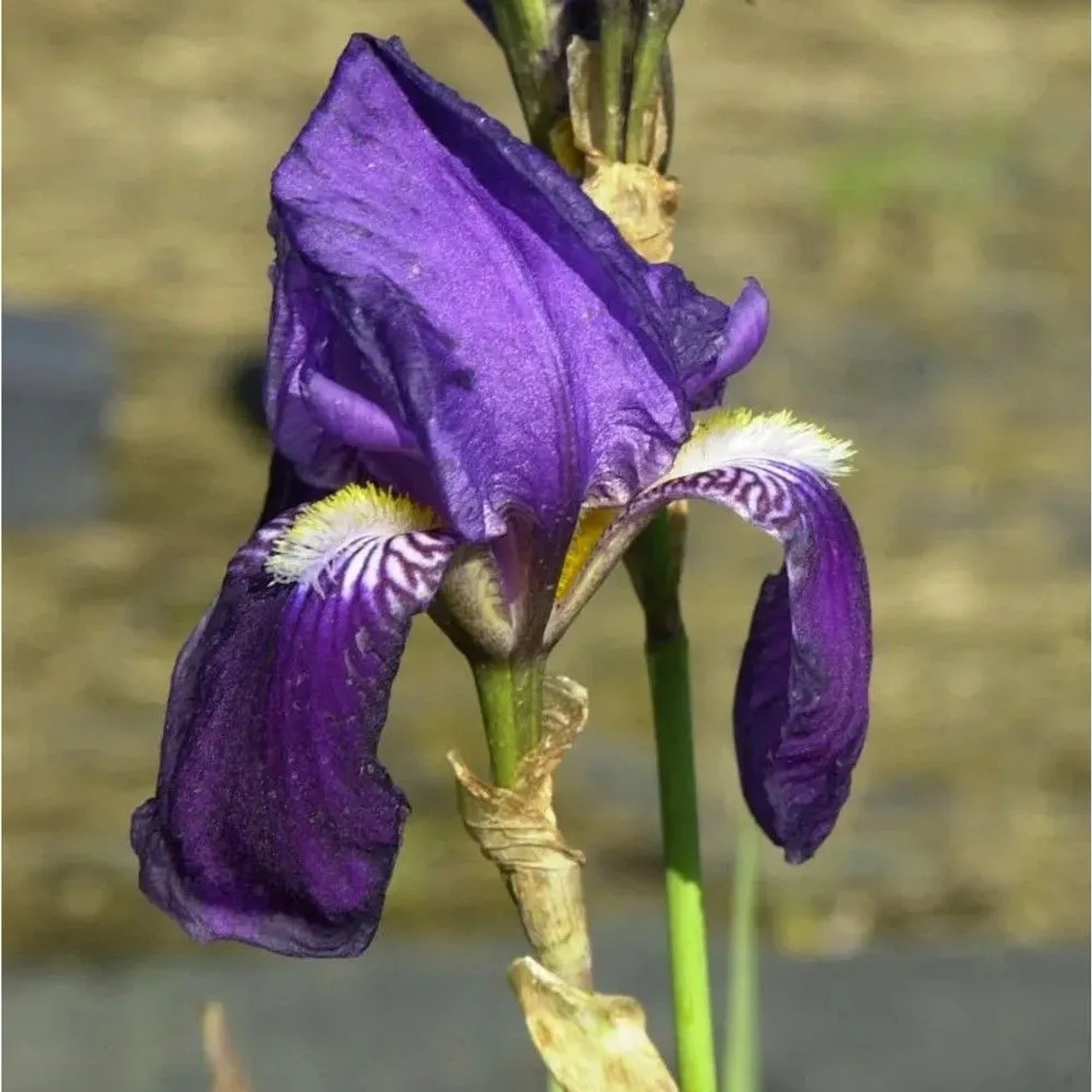 Schwertlilie Lovely Again - Iris barbata