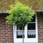Hochstamm Portugiesische Lorbeerkirsche (Prunus lusitanica) mit grünen Blättern vor Hauswand.
