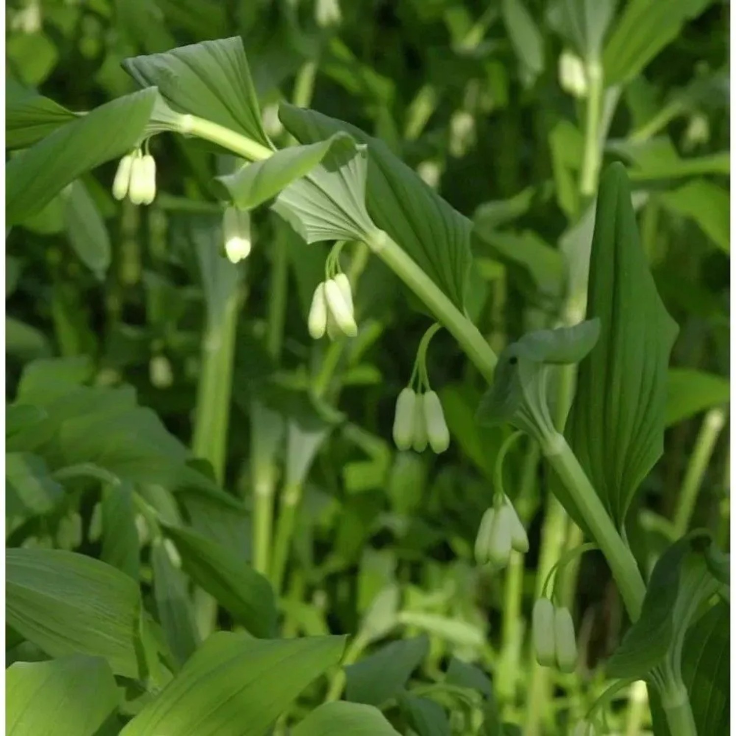 Hoher Salomonssiegel Weihenstephan - Polygonatum Hybrid
