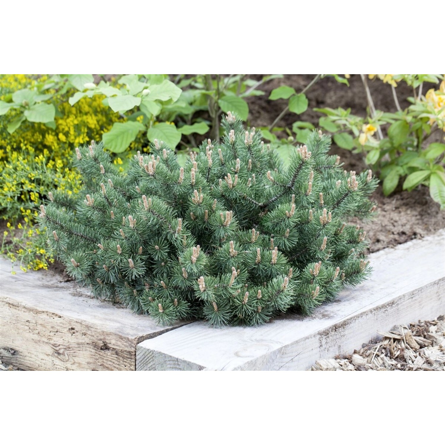 Pinus Mugo Humpy Bergkiefer Kompakt 25–30 cm günstig online kaufen