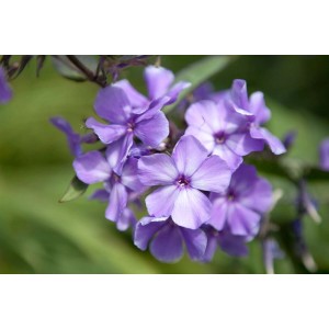 Nahaufnahme der blau-violetten Blüten der Phlox Paniculata Blue Paradise Flammenblume.