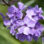 Nahaufnahme der blau-violetten Blüten der Phlox Paniculata Blue Paradise Flammenblume.