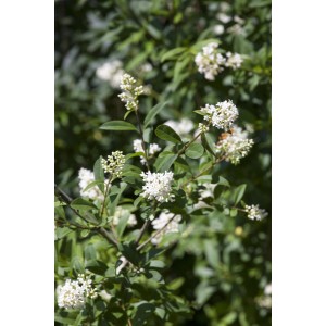 Blühender, ovalblättriger Liguster Ligustrum ovalifolium von GROW by OBI mit weißen Blüten.