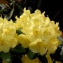 Gelb blühender Rhododendron Goldinetta, eine Alpenrose mit üppigen Blüten.