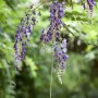 Blühender Japanischer Blauregen (Wisteria floribunda) mit violetten Blütentrauben.