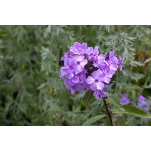 Nahaufnahme der blau-violetten Flammenblume 'Blue Paradise' im Topf. Blühende Staude für Beet und Garten.