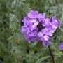 Nahaufnahme der blau-violetten Flammenblume 'Blue Paradise' im Topf. Blühende Staude für Beet und Garten.