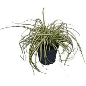 Segge 'Evergold' im Topf, gelb-grünes Ziergras für Beet und Kübel.