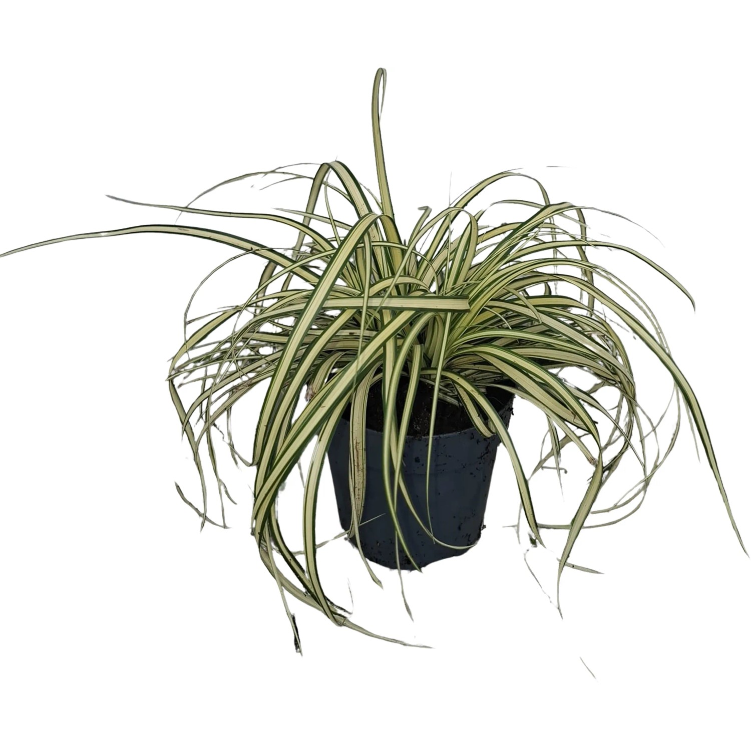 Segge Carex oshimensis Evergold T10