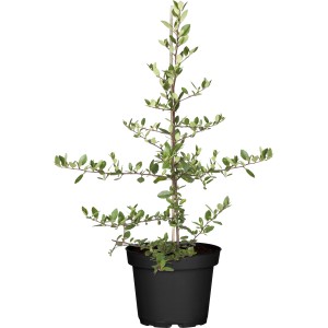 Feuerdorn "Glow" Set à 50 Stk. Höhe ca. 40 - 60cm Pyracantha hybride