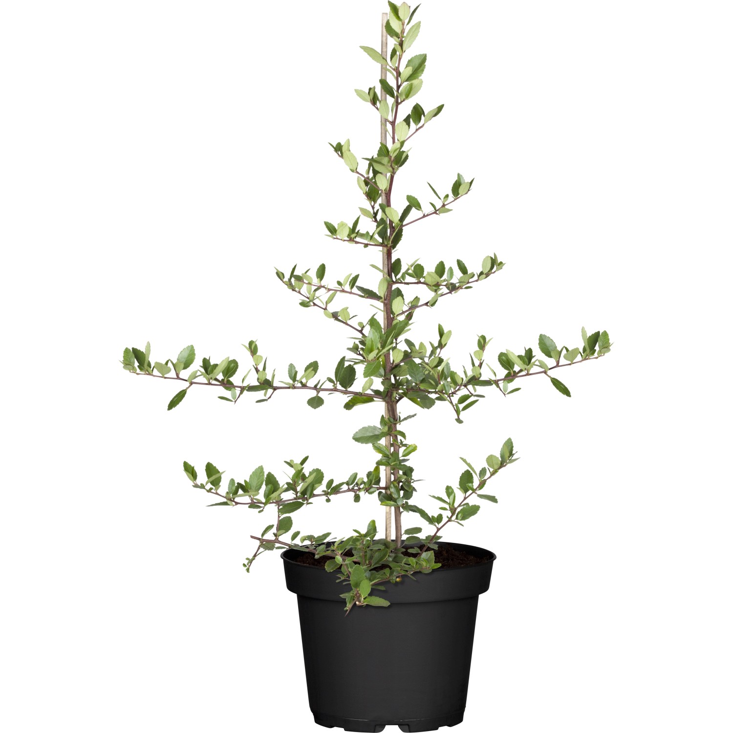 Feuerdorn Glow Set à 50 Stk. Höhe ca. 40 - 60cm Pyracantha hybride