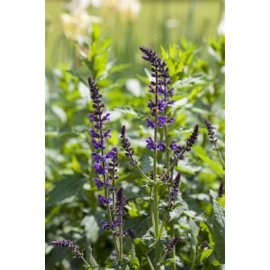 Steppen-Salbei 'Mainacht' im 9x9 cm Topf mit tiefblauen Blüten und grünen Blättern.