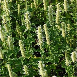 Mexikonessel Alabaster Staude (Agastache rugosa) mit weißen Blütenständen und grünen Blättern.