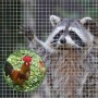 Feinmaschiger, verzinkter Drahtgitterzaun (Maschenweite 6,3mm) mit Waschbär und Hühnern im Hintergrund.