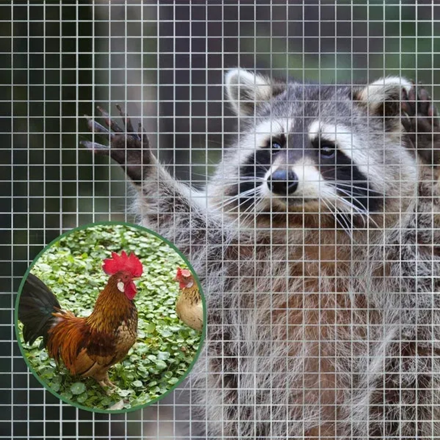Feinmaschiger, verzinkter Drahtgitterzaun (Maschenweite 6,3mm) mit Waschbär und Hühnern im Hintergrund.