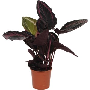 Korbmarante Surprisestar im Topf, ca. 45-55 cm hoch, mit auffälligen, dunklen Blättern. Grünpflanze für Innenräume.