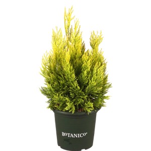 Gold-Lebensbaum '4ever Goldy' im Topf, ca. 40-50 cm hoch. Thuja plicata.