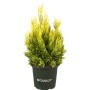 Gold-Lebensbaum '4ever Goldy' im Topf, ca. 40-50 cm hoch. Thuja plicata.